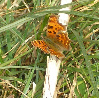 wp0551ebf6_0f.jpg