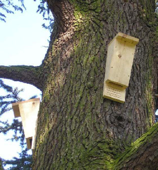bat box