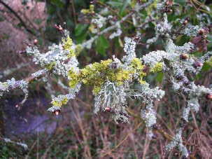 lichen