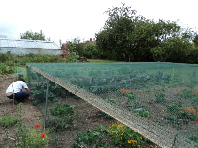 squashes & Brassicas under netting cage
