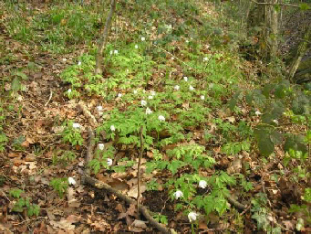 wood anemone