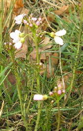 lady's smock cardamine pratense
